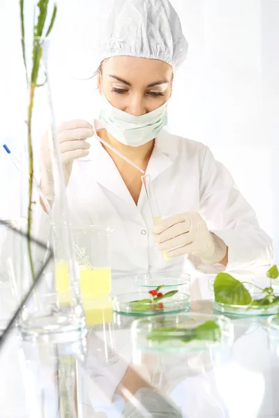 Biotechnologie. Genetische manipulatie in de plantenveredeling. — Stockfoto