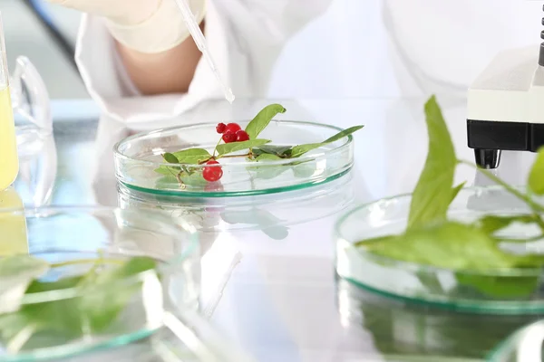 Analyse en laboratoire des plantes . — Photo