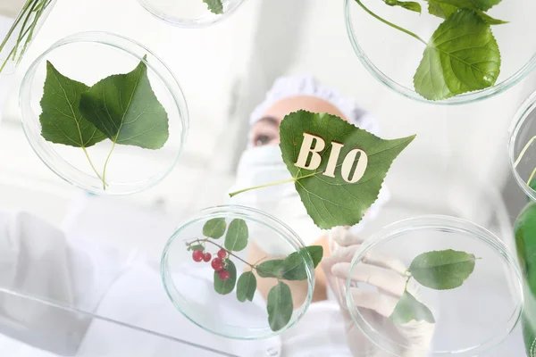 Ecología. Análisis de laboratorio de plantas . — Foto de Stock