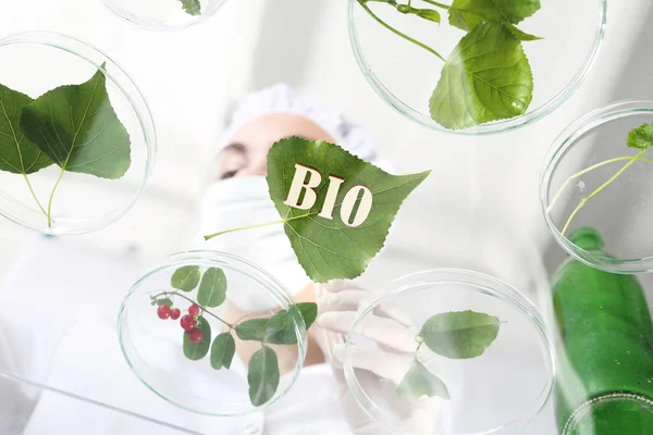 Bio. Análisis de laboratorio de plantas . — Foto de Stock
