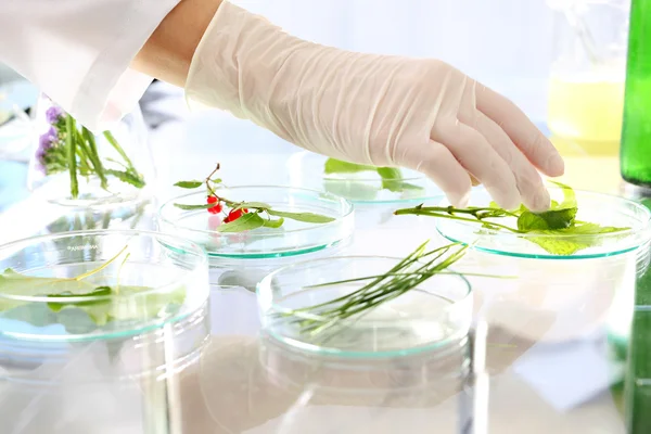 Plantas in vitro. Análisis de laboratorio de plantas . — Foto de Stock