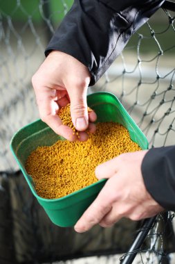 Balığa. Basa hataları.