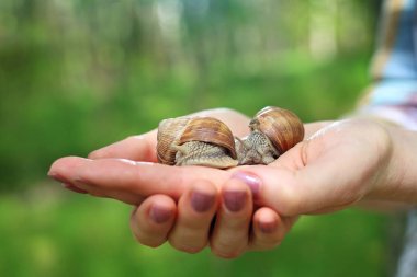 Ellerinde büyük salyangoz.