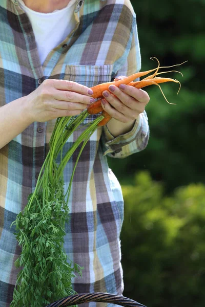 Весняні овочі. Молода морква — стокове фото
