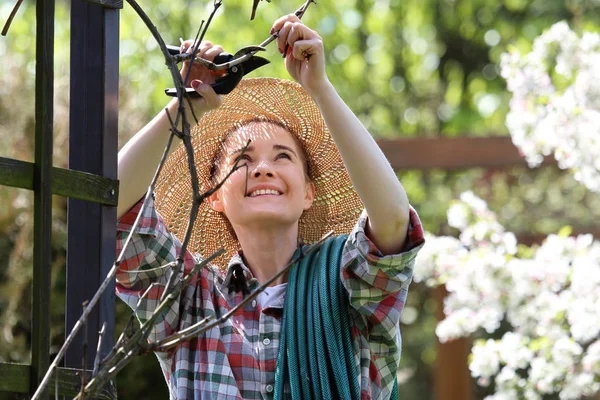 Grape, the woman pruned with dry vine vine. — Stock Photo, Image