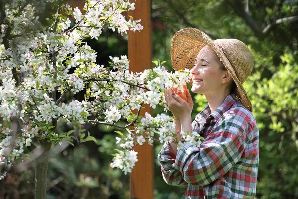 Flowering apple tree. — Stock Photo, Image