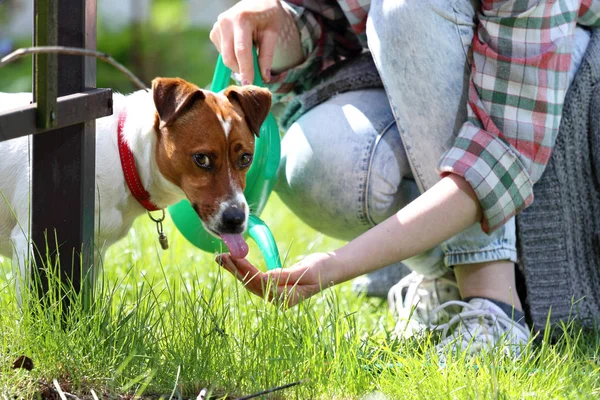 Dog in the garden. — Stock Photo, Image