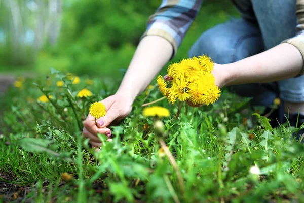 Dandelion.Yellow タンポポの花. — ストック写真