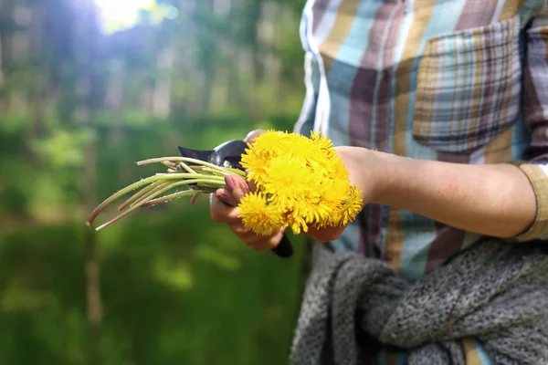 Fleurs de pissenlit jaune . — Photo