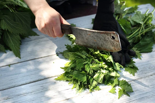 A csalán növény. Gyógynövények csalán, természet, egyenesen a kertből. — Stock Fotó