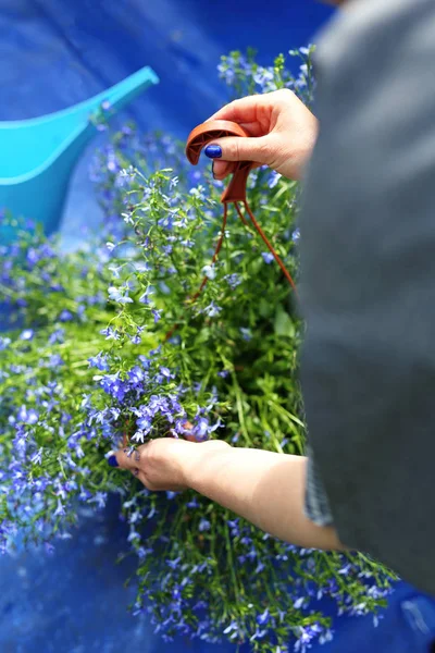 Lobelia, blue balcony plant. — Stock Photo, Image