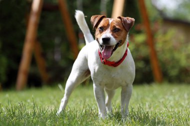 Jack russell terrier köpek portre