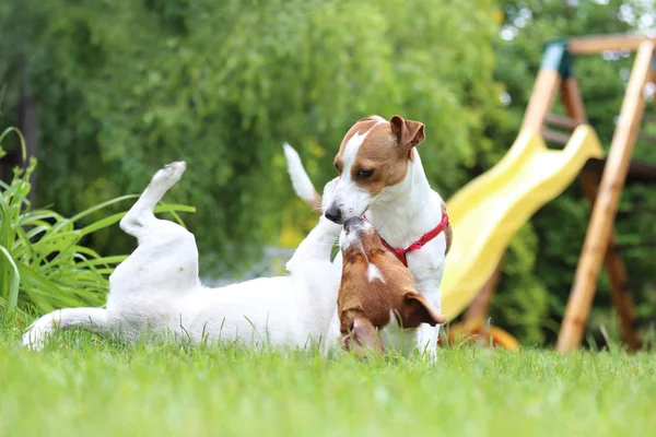 Dogs play in the garden. — Stock Photo, Image