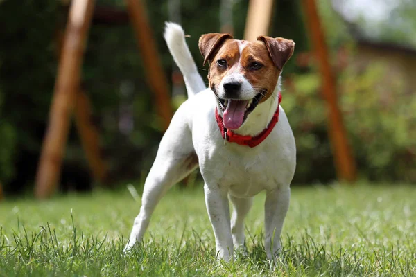 Jack russell terrier, dog portrait — Stock Photo, Image