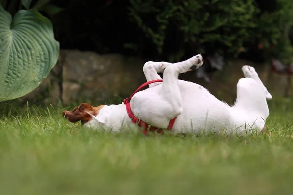 The dog smothers on the grass — Stock Photo, Image