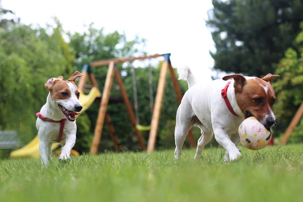 Dogs play with a ball in the garden. — Stock Photo, Image