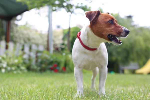 Retrato de un perro. Jack Russell Terrier —  Fotos de Stock