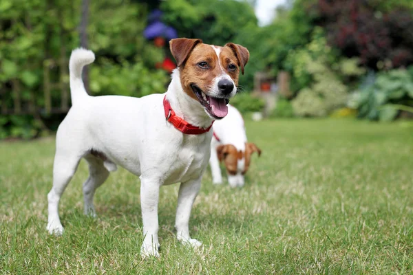 Los perros en el jardín. Jack Russell Terrier, retrato de perro —  Fotos de Stock