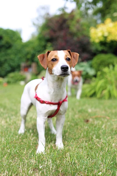 Puppy. Jack russell terrier dog — Stock Photo, Image