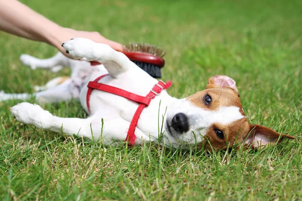 Счастливая собака, щенок в траве — стоковое фото