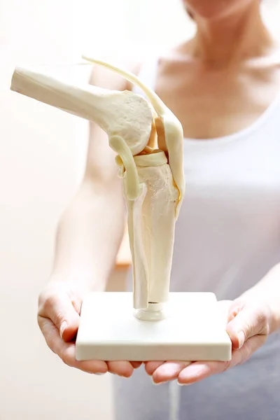 膝关节解剖模型 — 图库照片