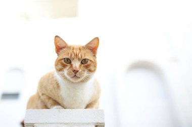  Güzel kedi. Gökyüzüne karşı bir kedinin portresi.