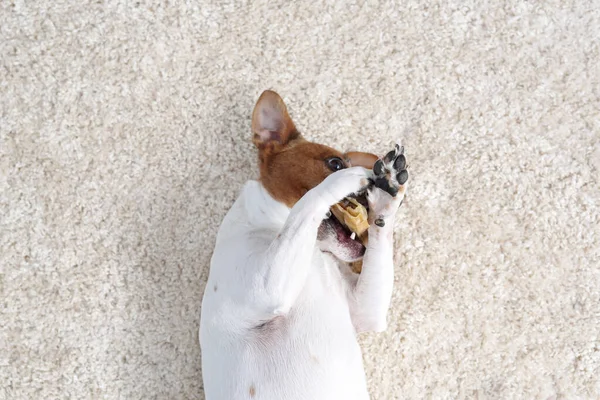 Граючись Собакою Милий Пес Грає Кісткою Білий Собака Світлому Тлі — стокове фото