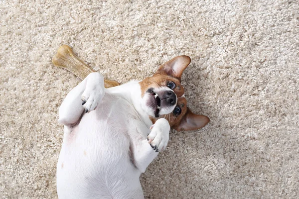 Köpekle Oynamak Sevimli Köpek Kemikle Oynamak Beyaz Köpek Arka Planda — Stok fotoğraf