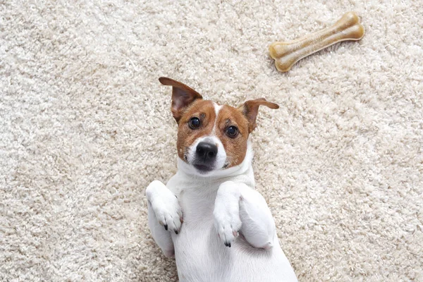 Jack Russell Terrier Bir Köpek Portresi Beyaz Köpek Arka Planda — Stok fotoğraf