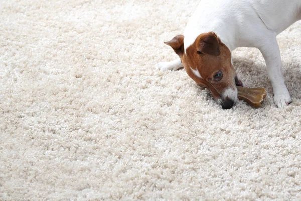 Mutlu Köpek Jack Russell Terrier Arka Planda Beyaz Köpek Portresi — Stok fotoğraf