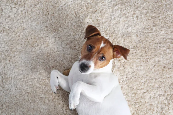 Playing with the dog, cute dog playing with the bone. White dog on a light background. Jack Russell Terrier, portrait of a dog.