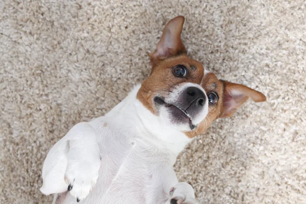 Jack Russell Terrier Bir Köpek Portresi Beyaz Köpek Arka Planda — Stok fotoğraf