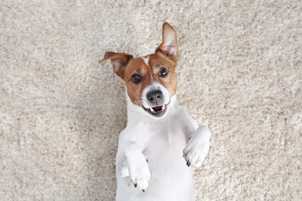 Perro Blanco Sobre Fondo Claro Jack Russell Terrier Retrato Perro —  Fotos de Stock
