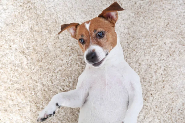 Jack Russell Terrier Retrato Perro Perro Blanco Sobre Fondo Claro —  Fotos de Stock