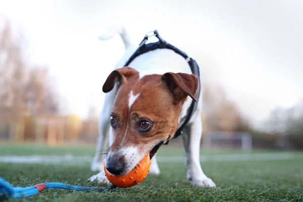 Playing Dog Dog Plays Ball Sports Field Jack Russell Terrier — Stock Photo, Image