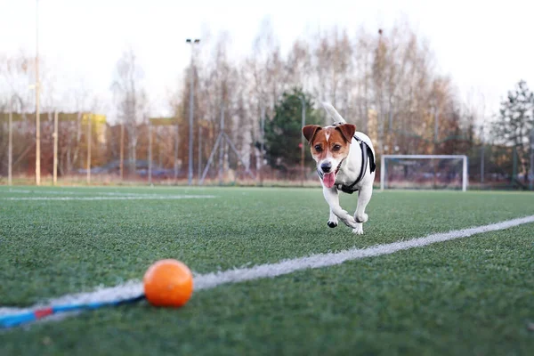 Training Playing Dog Dog Plays Ball Sports Field Jack Russell — Stock Photo, Image