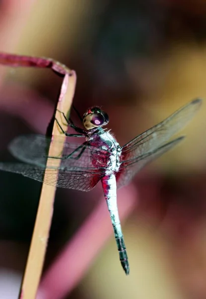 Beautiful insect landing on a grass on a blurred nature background. Small dragonfly.