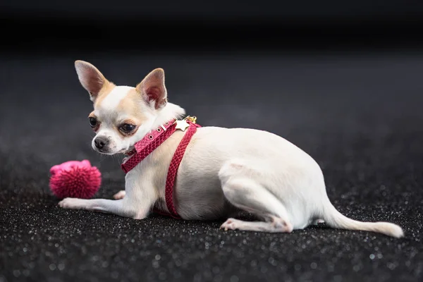 Pouco bonito chihuahua mentir, descansando . — Fotografia de Stock