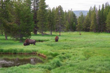 Yellowstone Ulusal Parkı 'nda Bizon 