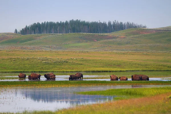 Manada de Bison Vagando nas zonas húmidas de Yellowstone — Fotografia de Stock