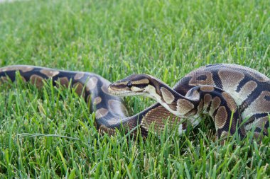 Ball Python in grass clipart
