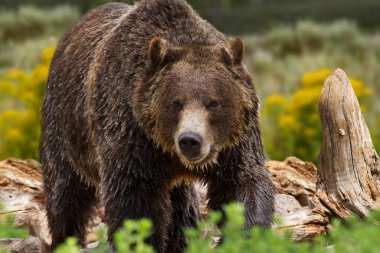 Kuzey Amerika boz ayısı Yellowstone Milli Parkı'nda