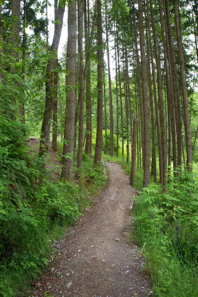 Грязная тропа, идущая через лес, заполненный деревьями — стоковое фото
