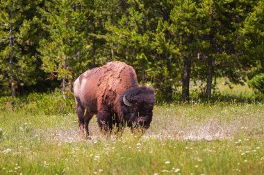 Tek Bison Yellowstone Milli Parkı içinde otlatma