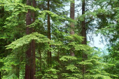 Vancouver, Kanada 'da bir ormanın ortasında yemyeşil ağaçlar görülüyor.