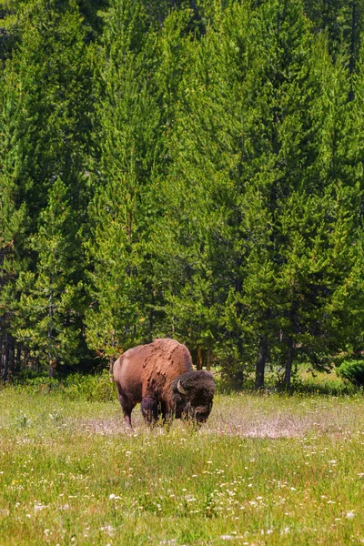 Único Bison Grazing em Yellowstone National Park Vertical Orien — Fotografia de Stock