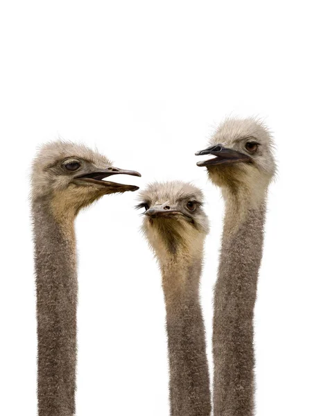 Group Ostriches Humorously Discussing Day Events — Stock Photo, Image