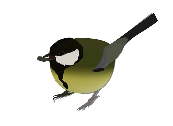 Desenhos Animados Titmouse Ilustração Personagem Pássaro Titmouse Verde Azul — Fotografia de Stock