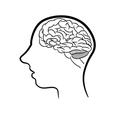Anatomik olarak insan beyninin ana hatları doğru. Anatomisi olan ders kitapları için resim. Beyaz arka planda insan beyninin vektör çizimi. İnsan kafası ve beyninin çevresi.