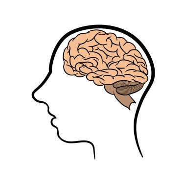Anatomik olarak insan beyninin ana hatları doğru. Anatomisi olan ders kitapları için resim. Beyaz arka planda insan beyninin vektör çizimi. İnsan kafası ve beyninin çevresi.